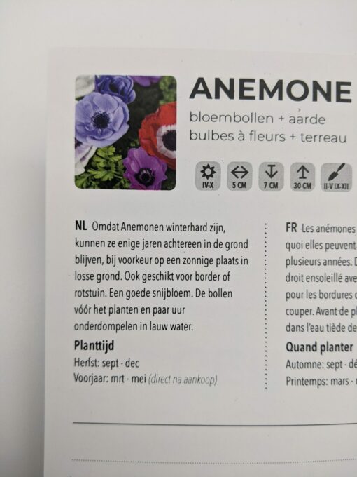 anemone-bloembollen