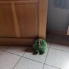 Deurstop - Dino